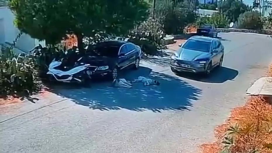 Bodrum’da Trafik Kazası ve Köpeklerin Yaşam Mücadelesi